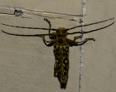 Cerambycidae: Saperda scalaris?  S, maschio